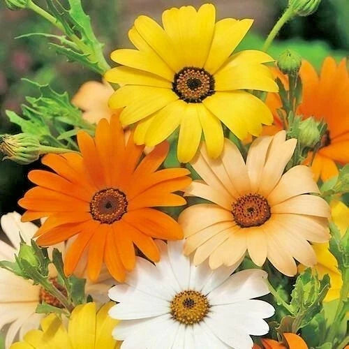 African Daisy Seeds Mix - 200+ White, Orange, Yellow, Apricot - Drought Tolerant Annual - Dimorphotheca spp. Seed Packet