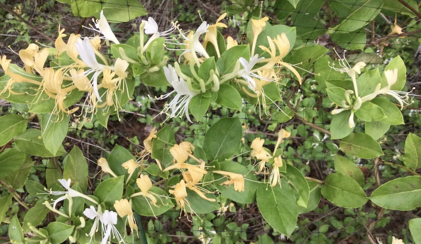 Live Hall's Honeysuckle Vines 6" Rooted Plants, Fragrant White Yellow Flowers, Lonicera japonica, Climbing & Ground Cover