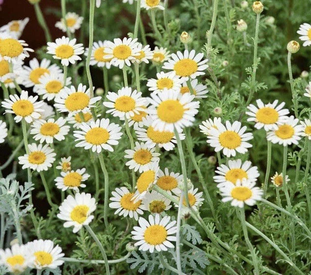 3000+ German Chamomile Seeds - Matricaria chamomilla - Medicinal Herb & Fragrant Groundcover
