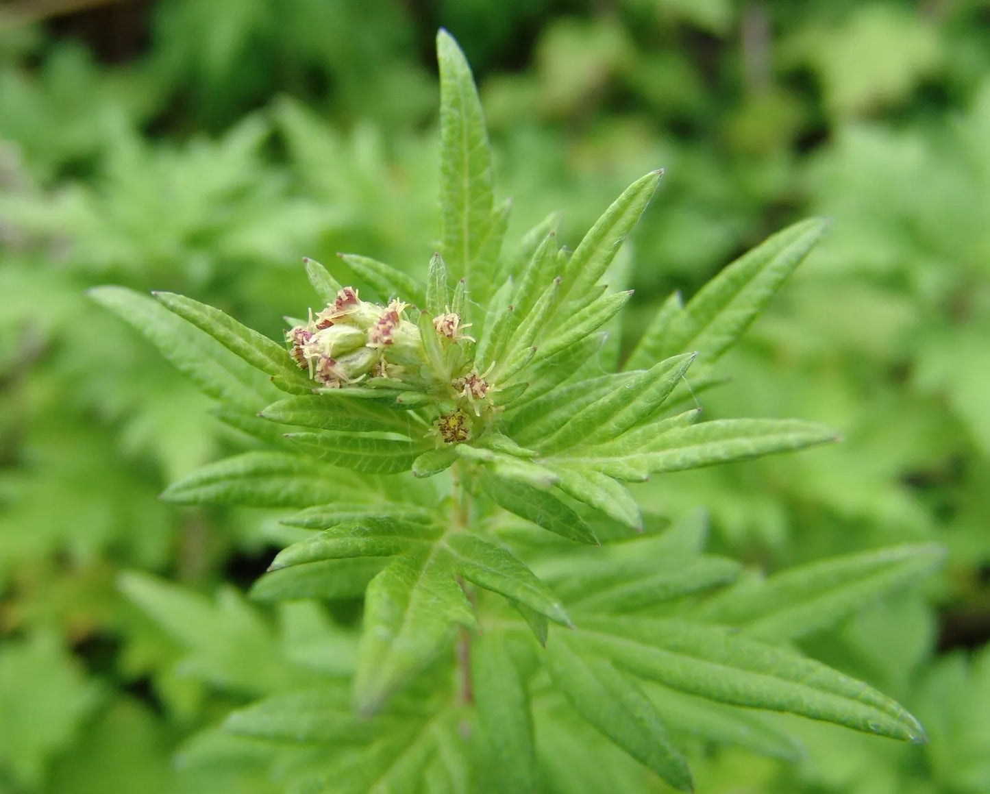 Mugwort Seeds 100 Seeds Artemisia vulgaris Medicinal Herb TCM