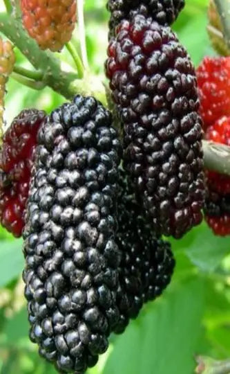 Red Mulberry Fruit Tree Seedling 1ft Bare Root Morus Rubra for Garden Landscaping and Edible Berries