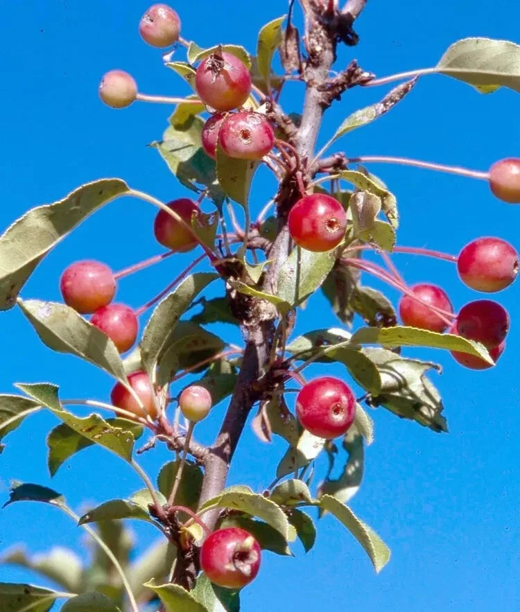 Adirondack Crabapple Seeds - 25+ Pack for Garden Planting - Malus coronaria - Attracts Wildlife & Pollinators