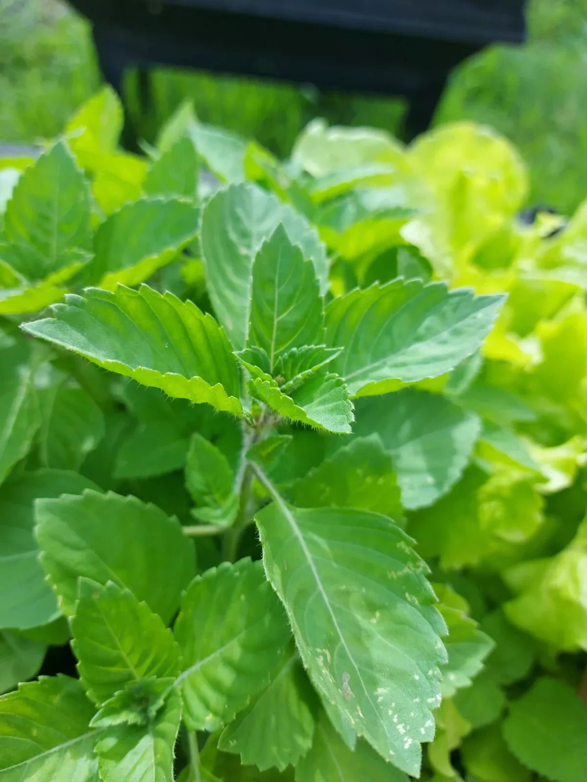 Holy Basil Seeds - Green Leaf, NON-GMO Rama Tulsi, Organic Ayurvedic Herb, Medicinal Plant, Indoor & Garden Gardening