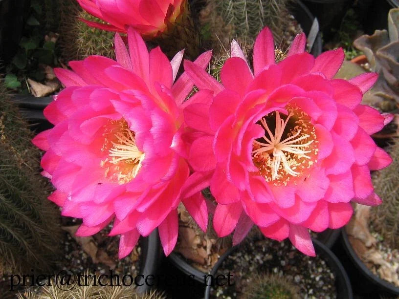 Trichocereus Grandiflorus Cactus in 4.5" Pot with 5-Inch Pink Flowers, Show-Stopper Variety