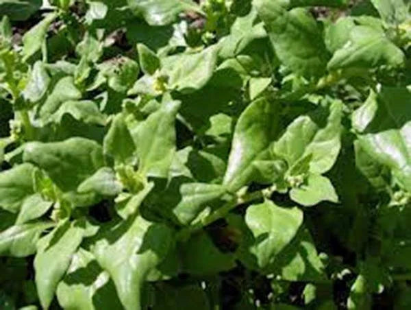 Heirloom Spinach Seeds, Non-GMO, New Zealand Variety, 100+ Seeds, Tasty Leafy Greens for Gardens