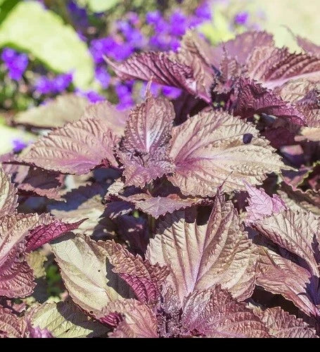 Shiso Seeds 350-5600 Purple Perilla Perilla frutescens Culinary Herb with Frilled Leaves and Red Mint Aroma
