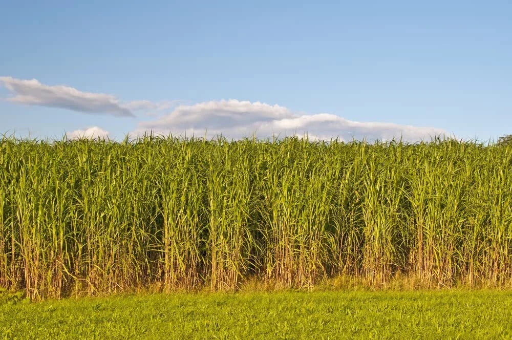 Switchgrass Seeds - 1,000 Count Fast Growing Prairie Grass (Panicum virgatum) for Garden & Restoration