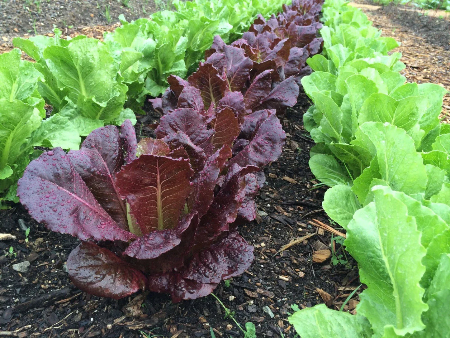 Red Romaine Lettuce Seeds - 1000+ Heirloom Organic Non-GMO - Lactuca sativa