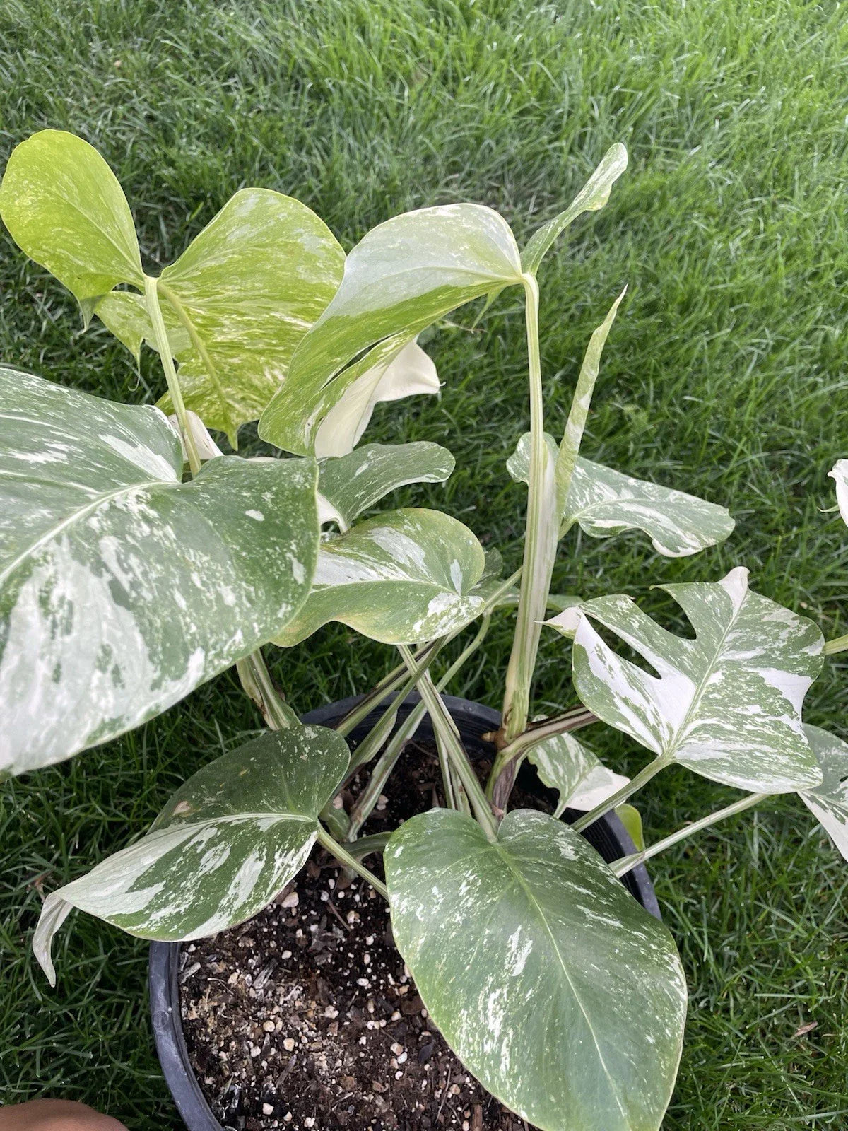 Variegated Monstera Plant - 6-Inch Pot - Monstera deliciosa 'Variegata' - Indoor Tropical Houseplant for Decor