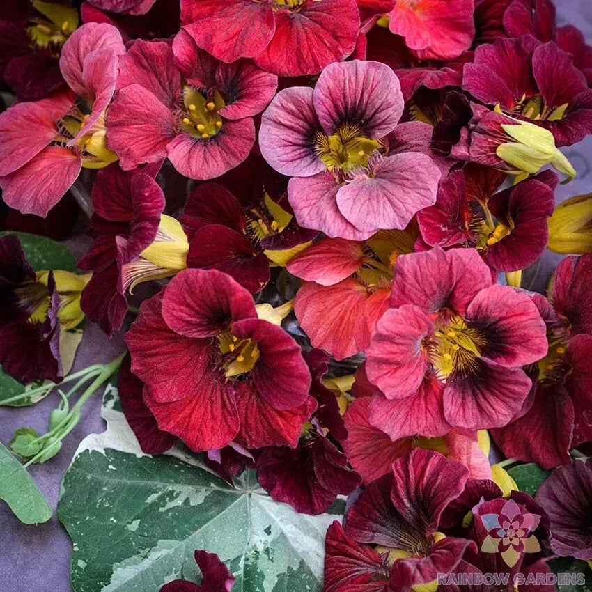 Nasturtium Seeds - Alaska Red Shades Pack of 50+ - Tropaeolum majus Garden Flowering Plant for Borders & Containers