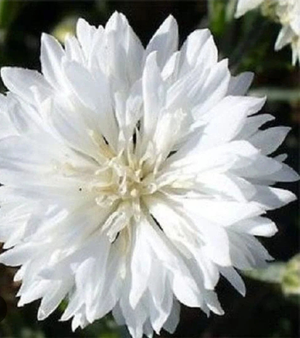 White Bachelor's Button Cornflower Seeds - 100+ Seeds for Cut Flowers & Gardens - Centaurea cyanus
