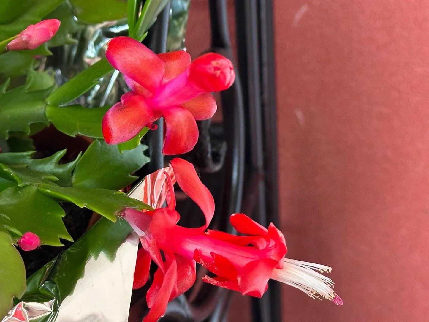 Red Schlumbergera Truncata Thanksgiving Christmas Cactus Cuttings - 3 Unrooted for Propagation