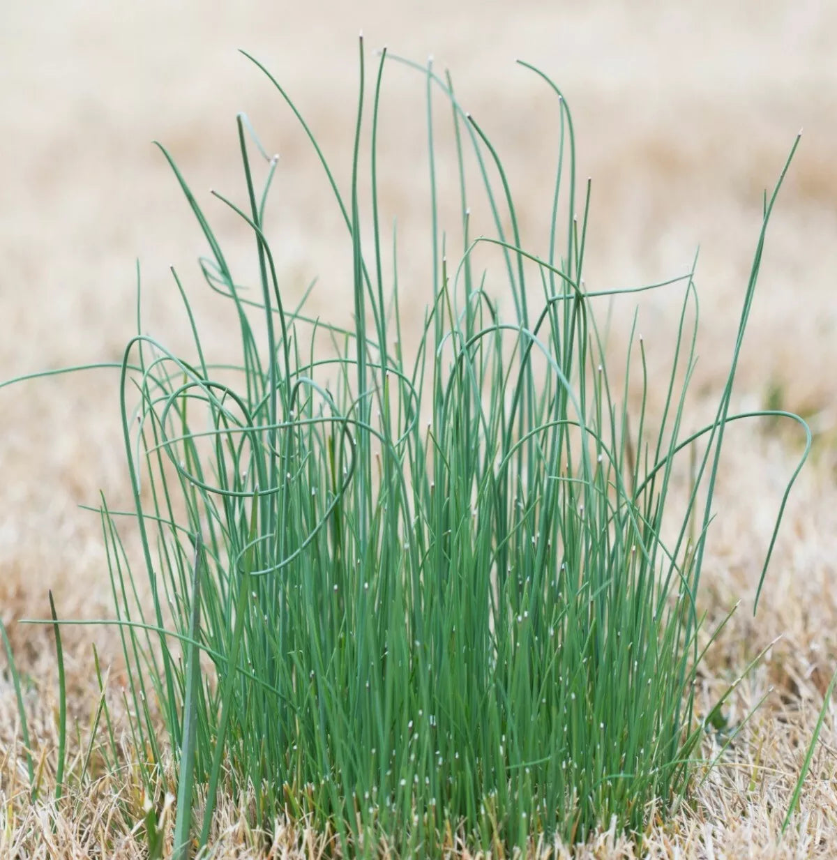 Wild Garlic Live Plants Set of 6 | Perennial Allium ursinum Freshly Dug for Garden, Culinary Use