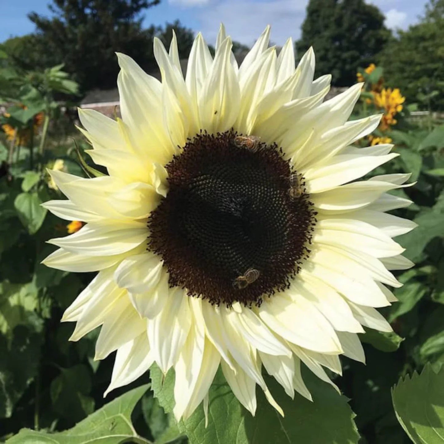 Italian White Sunflower Seeds - Helianthus annuus - 25 Pack, Large White Flowers, Easy to Grow, Garden & Cut Flowers