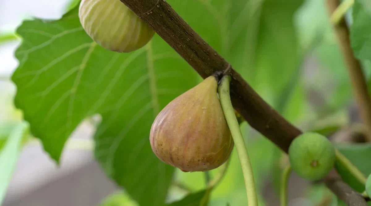 Atreano Fig Seeds - 100+ Count - Ficus carica for Home Gardening