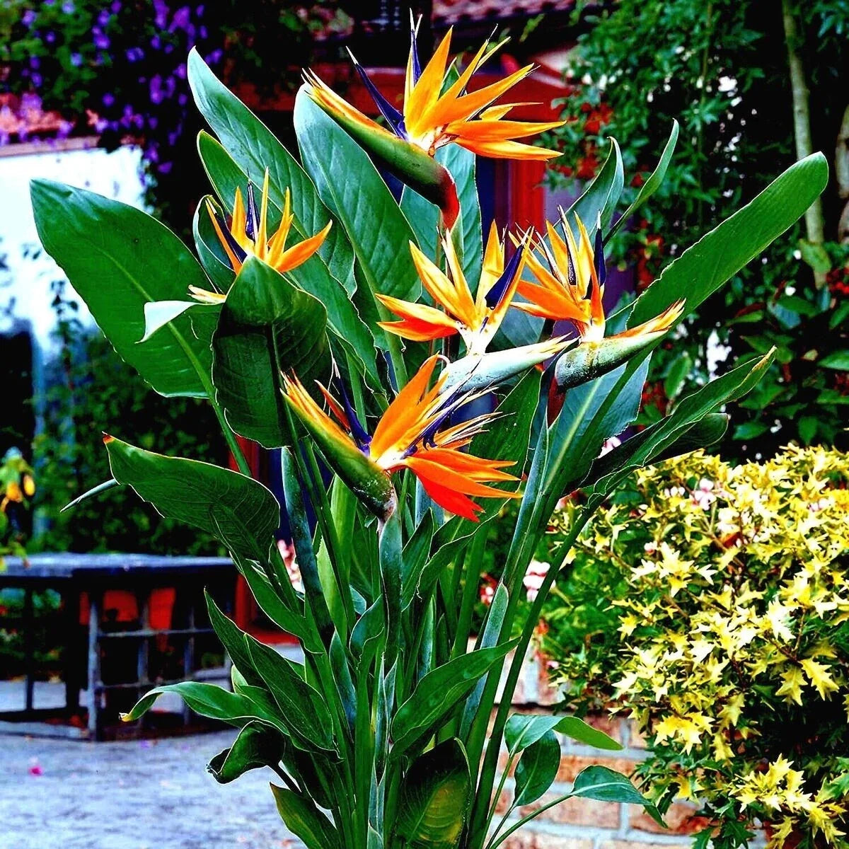 Orange Bird of Paradise Seeds - 10+ Strelitzia reginae Tropical Crane Flower Exotic Garden Plant