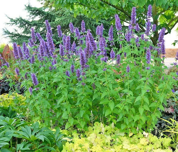 Purple Giant Hyssop Seeds - Agastache scrophulariifolia Wildflower for Pollinators, Drought Tolerant, Native Perennial Seeds