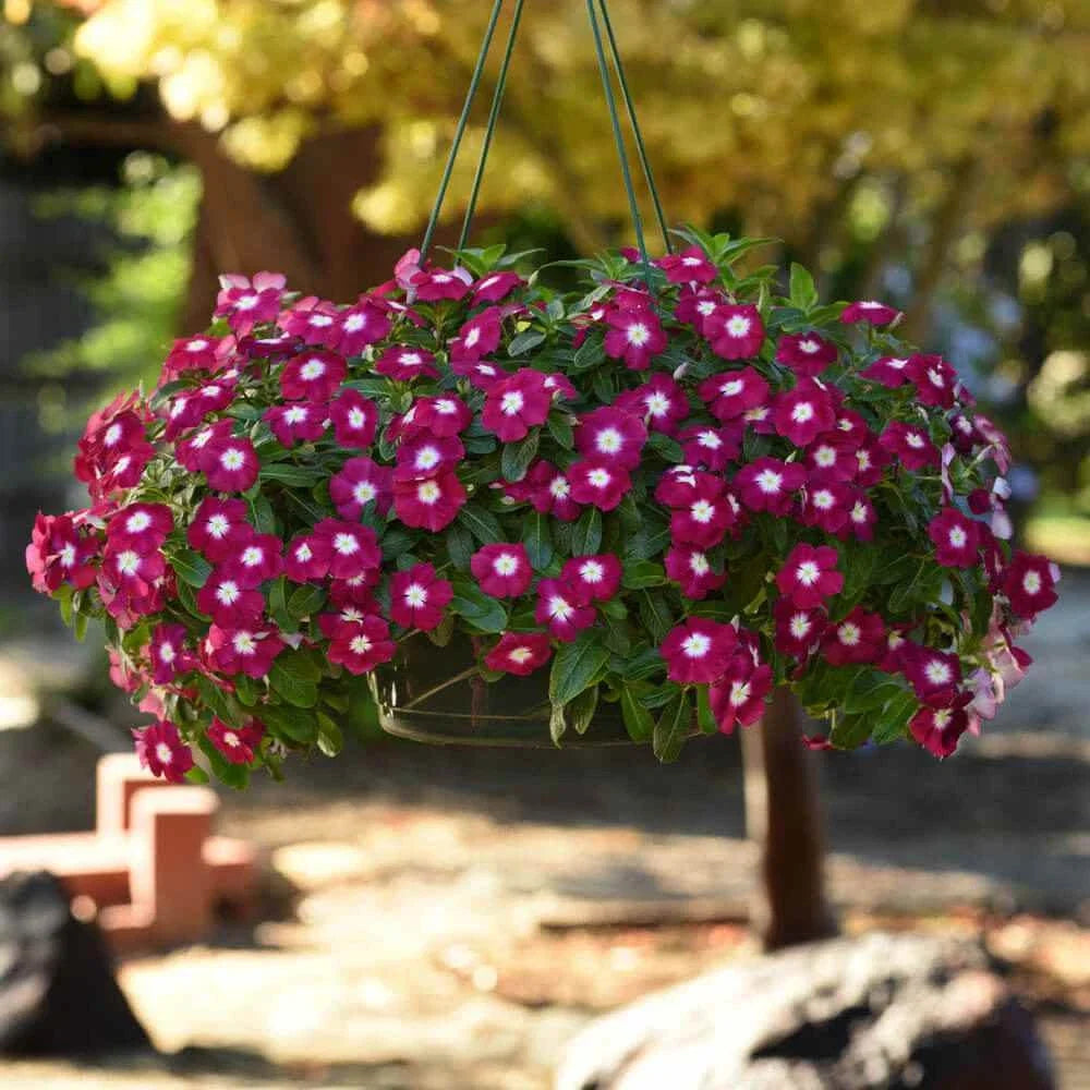 Vinca Seeds Set of 1000 - Sunsplash Burgundy GL - Catharanthus roseus - Full Sun, Drought Tolerant, Garden Bed & Container