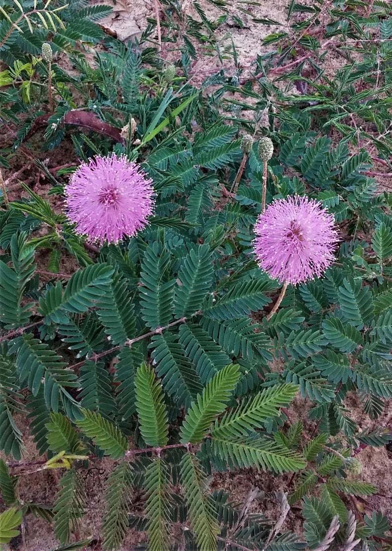 Touch-Me-Not Sensitive Plant Starter Pair 2" Mimosa Pudica Fern-Like Foliage Live Houseplant