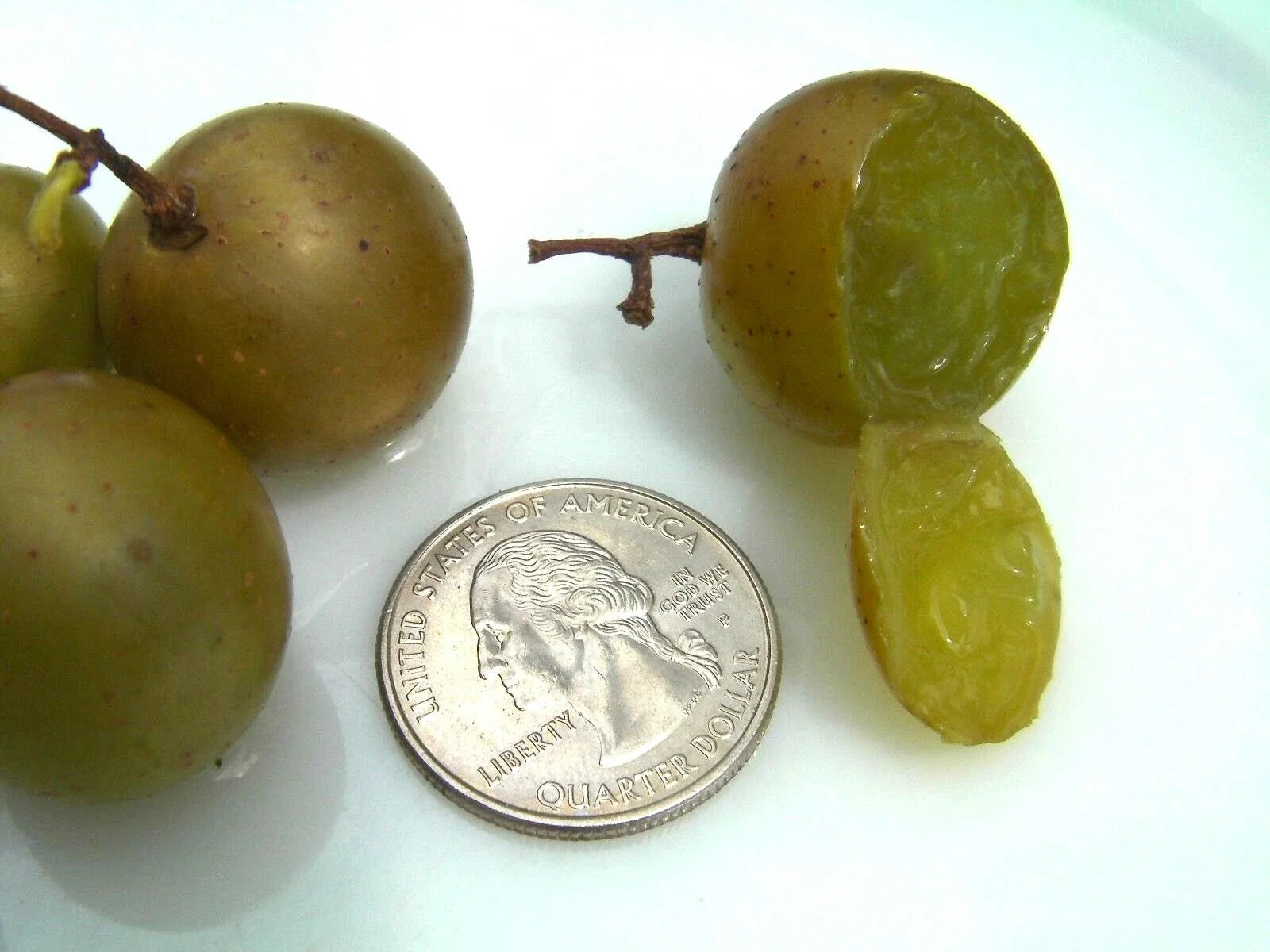 Organic Carlos Muscadine Grape Seeds - 100 Count, Large Bronze, Vitis rotundifolia, Edible Fruit, Home Garden, Vineyard Planting