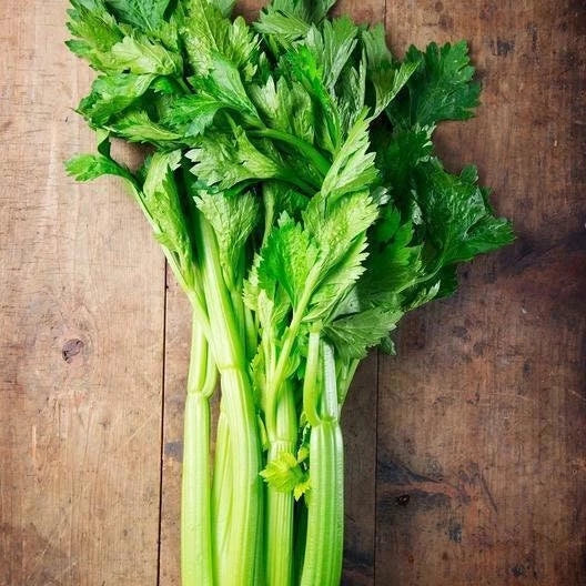 Utah Celery Seeds - Organic Non-GMO Heirloom Apium graveolens for Home Gardens, Raised Beds & Containers