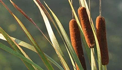 Cattail Seeds for Planting - 500 Count Aquatic Typha latifolia Seeds for Wetlands and Water Gardens