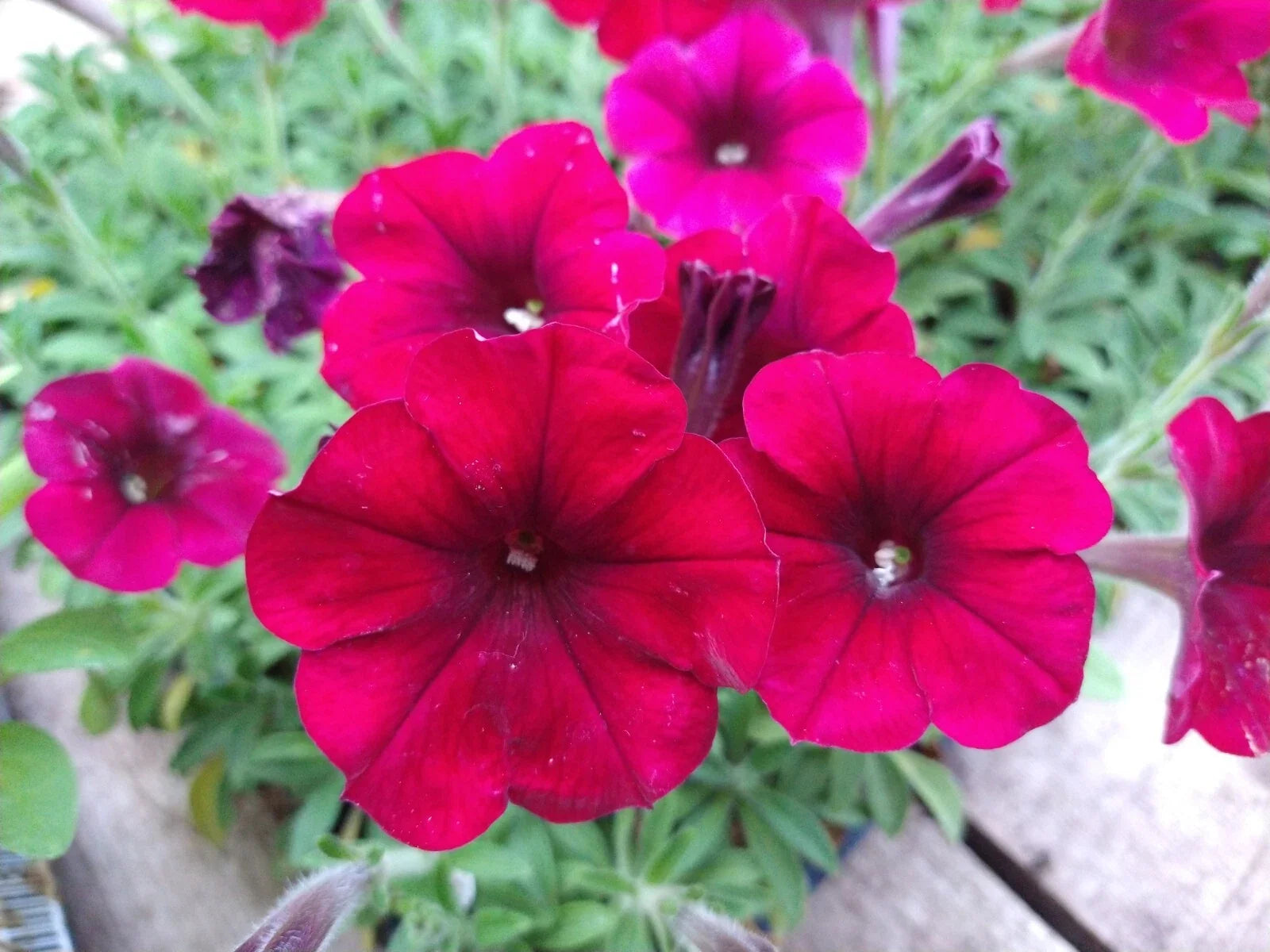 Petunia Easy Wave Red Velour Live Annual Plants, 10 Baby Plugs, Spreading, Heat-Tolerant, Petunia x hybrida