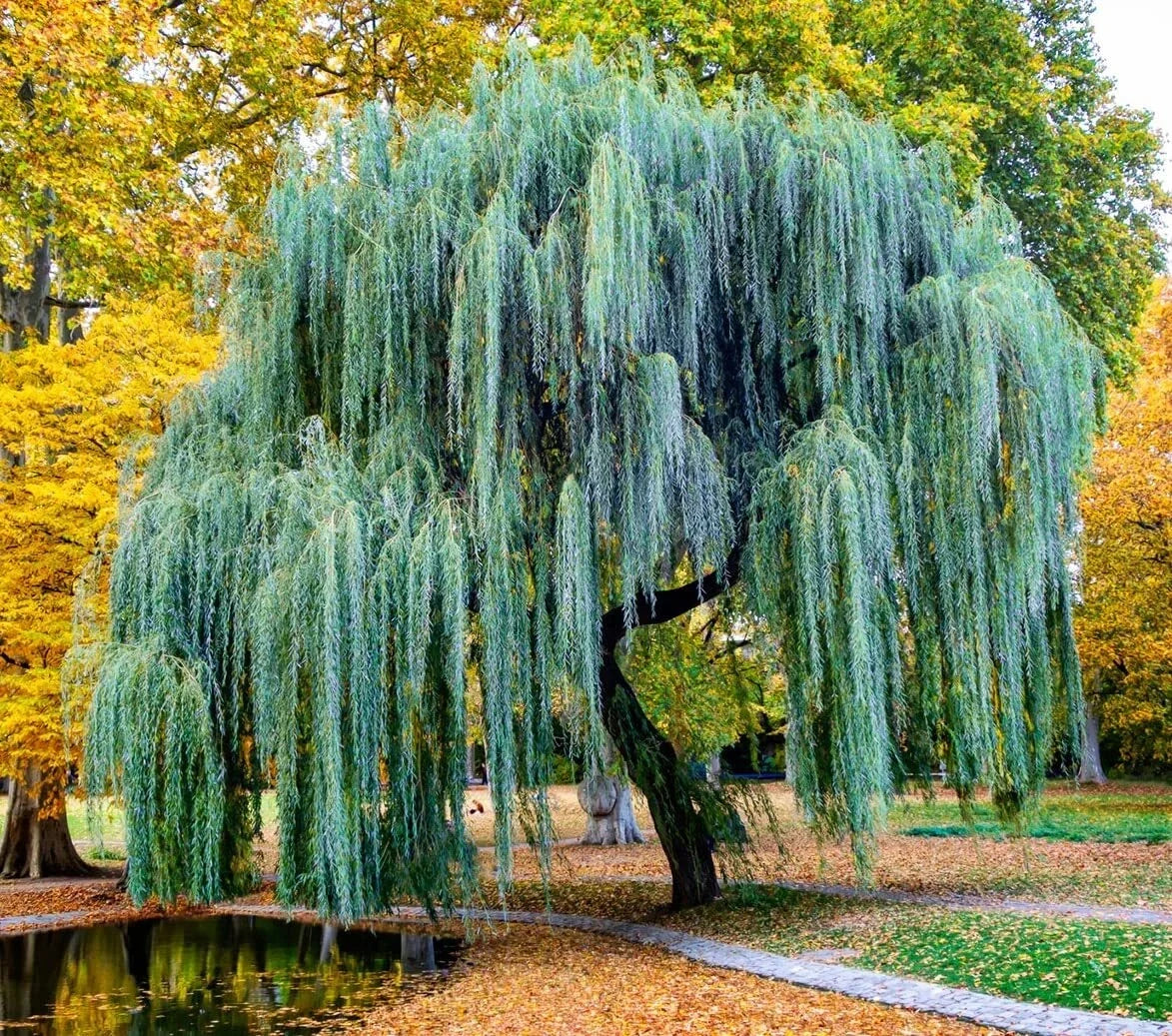 Weeping Willow Tree Cuttings - Fast Growing Salix babylonica for Garden, Landscape & Water Features