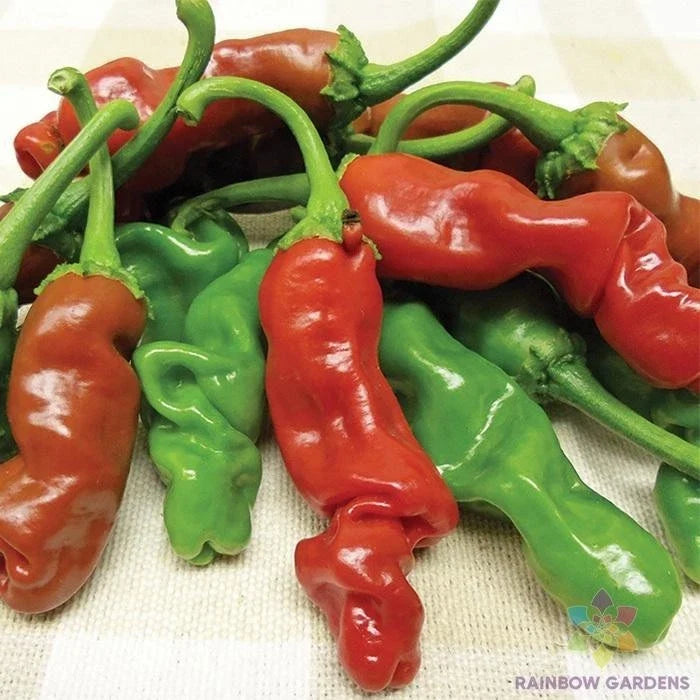 Peter Pepper Hot Pepper Seeds – Organic Heirloom Capsicum annuum for Spicy Garden Planting, 25+ Seeds