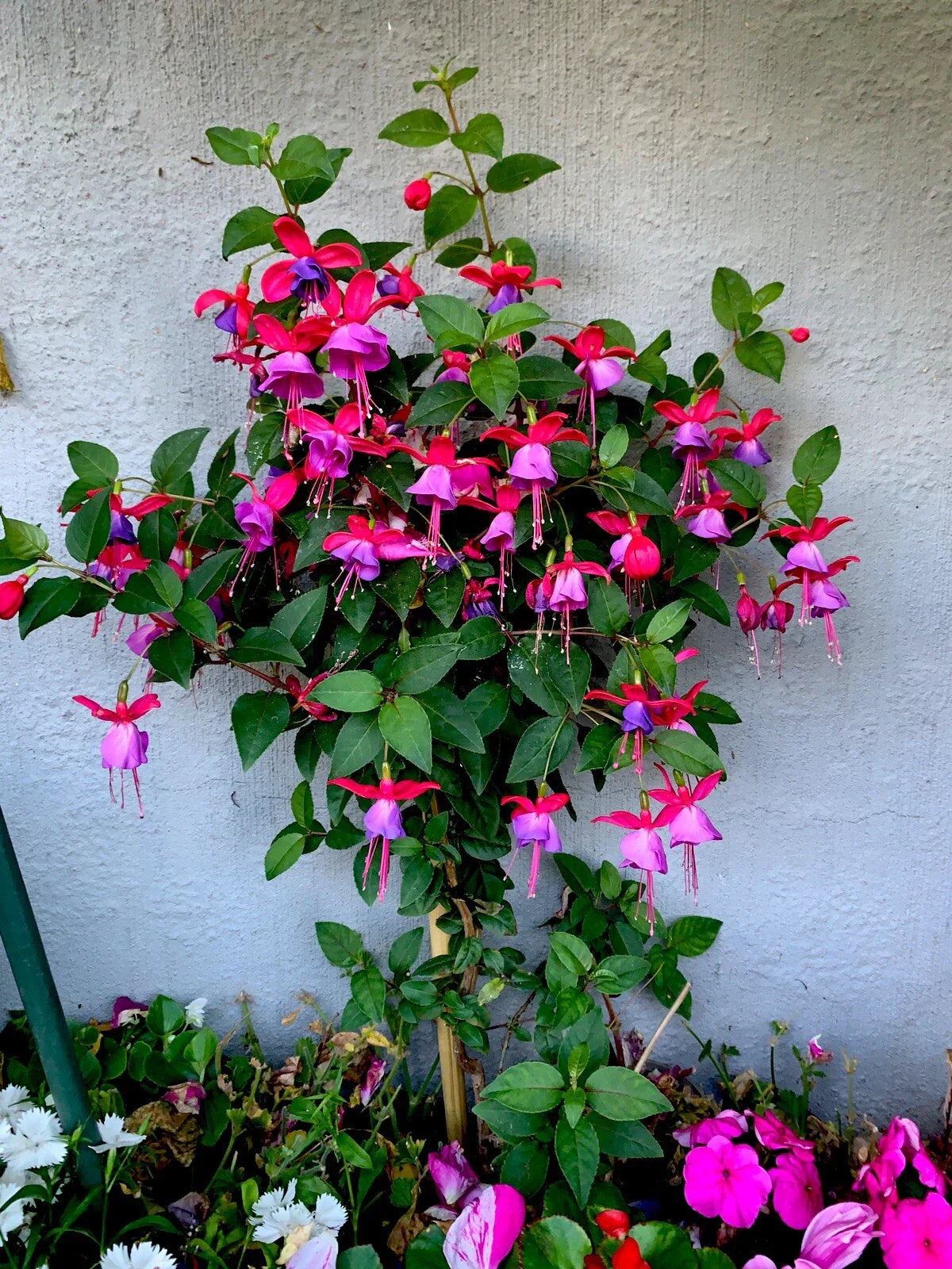 Live Blue Eyes Fuchsia Plants - 3” Pot, Upright Variety, Fuchsia magellanica