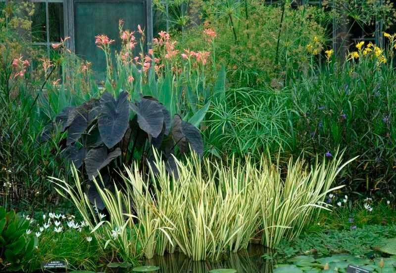 Sweet Flag Variegated (Acorus calamus) - Live Aquatic Marginal Starter Plant for Ponds & Water Gardens