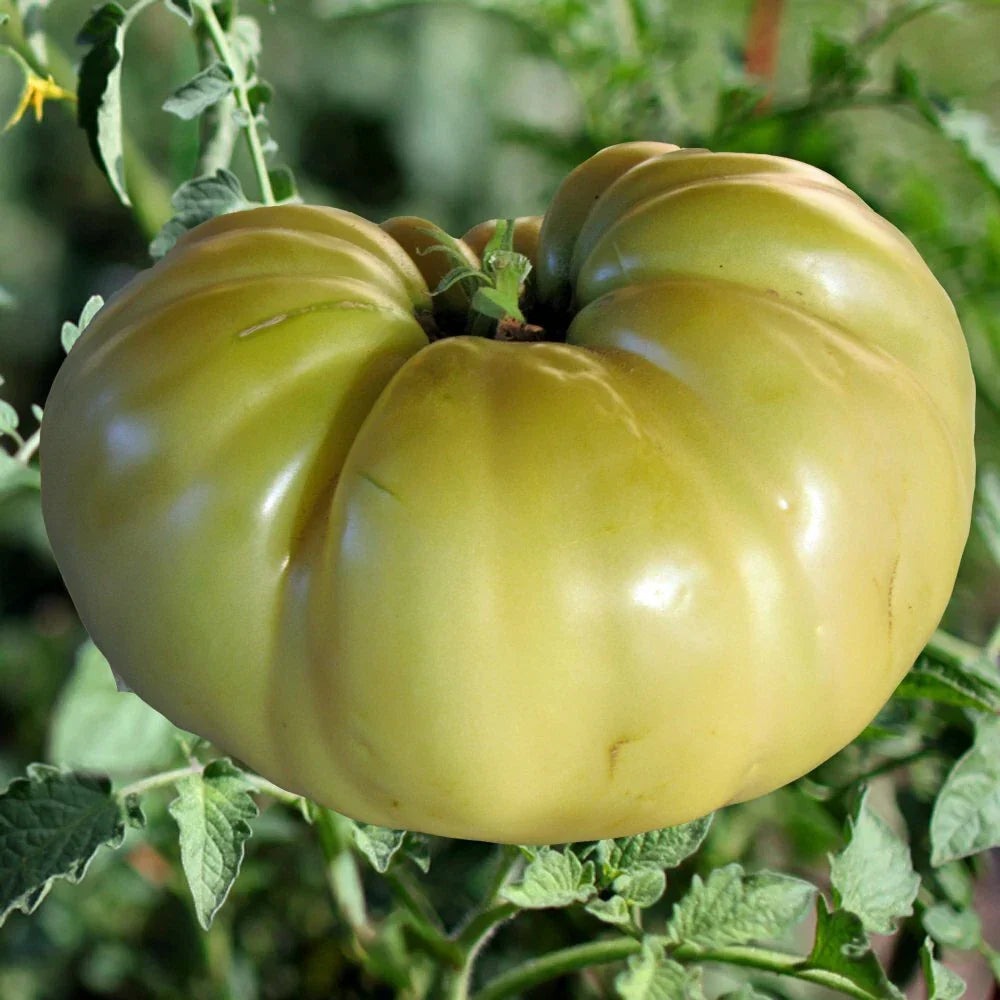Great White Tomato Seeds - 30 Heirloom Beefsteak NON-GMO Seeds