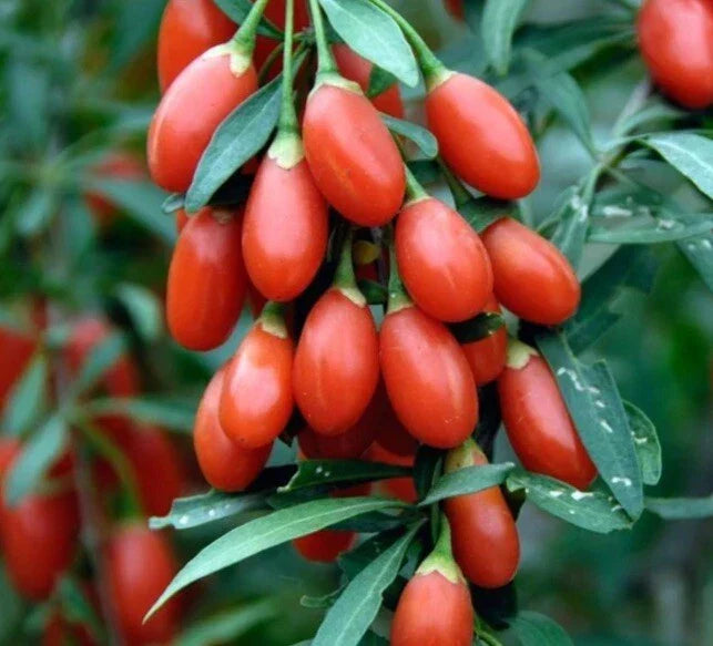 Goji Berry Seeds - 100 Organic Lycium Barbarum Seeds for Home Gardening - TX USA