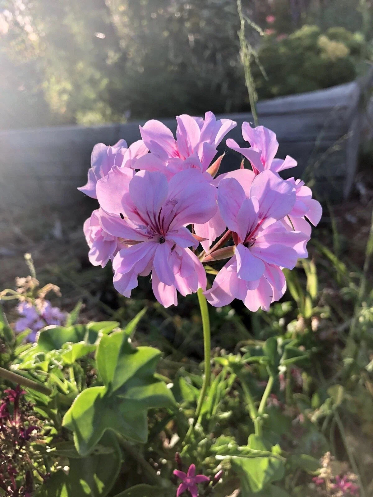 Trailing Ivy Geranium Cuttings 3x6" Lavender Pelargonium Peltatum, Hanging Basket Plant, Fragrant, Drought Tolerant
