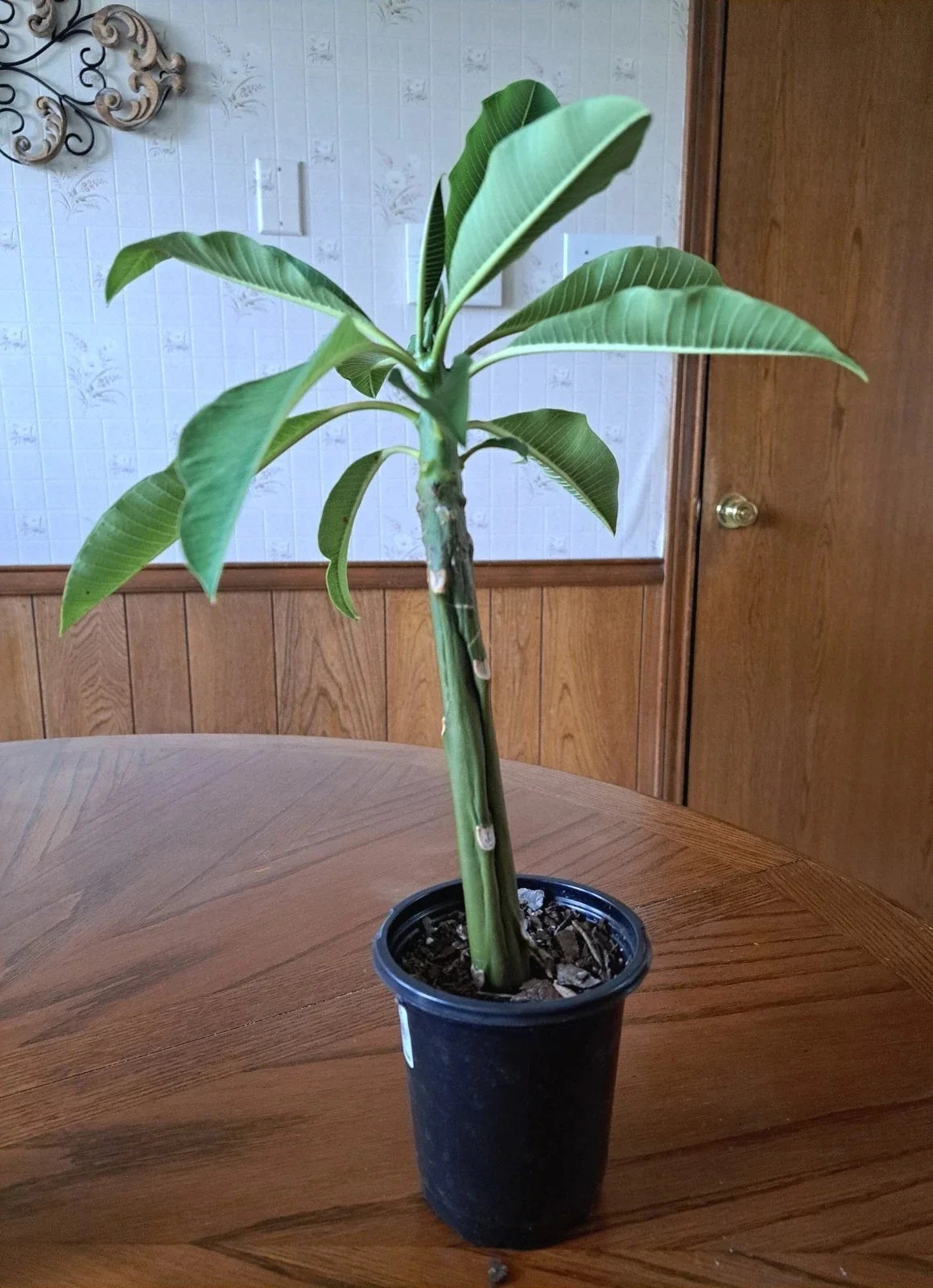 Live Plumeria Plant 15" White Frangipani Tropical Flowering Shrub Well-Rooted
