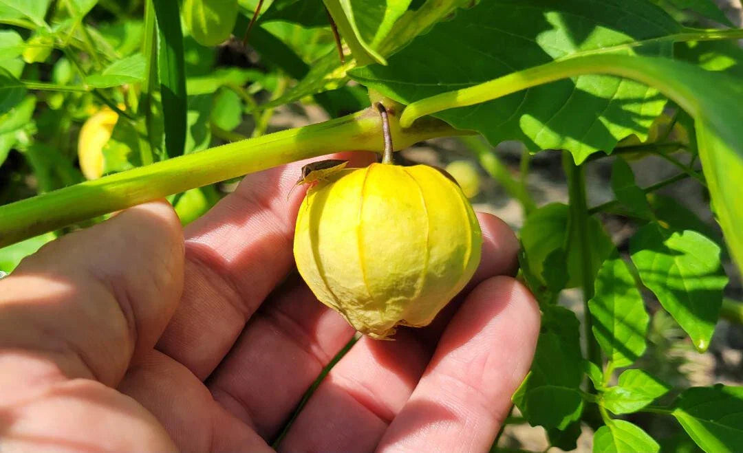 Tomatillo Seeds - 25 Count - Physalis Philadelphica - Florida Grown