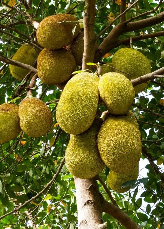 Jackfruit Seedling Tree Live – 8-10 Inch Artocarpus heterophyllus Tropical Fruit Tree for Garden