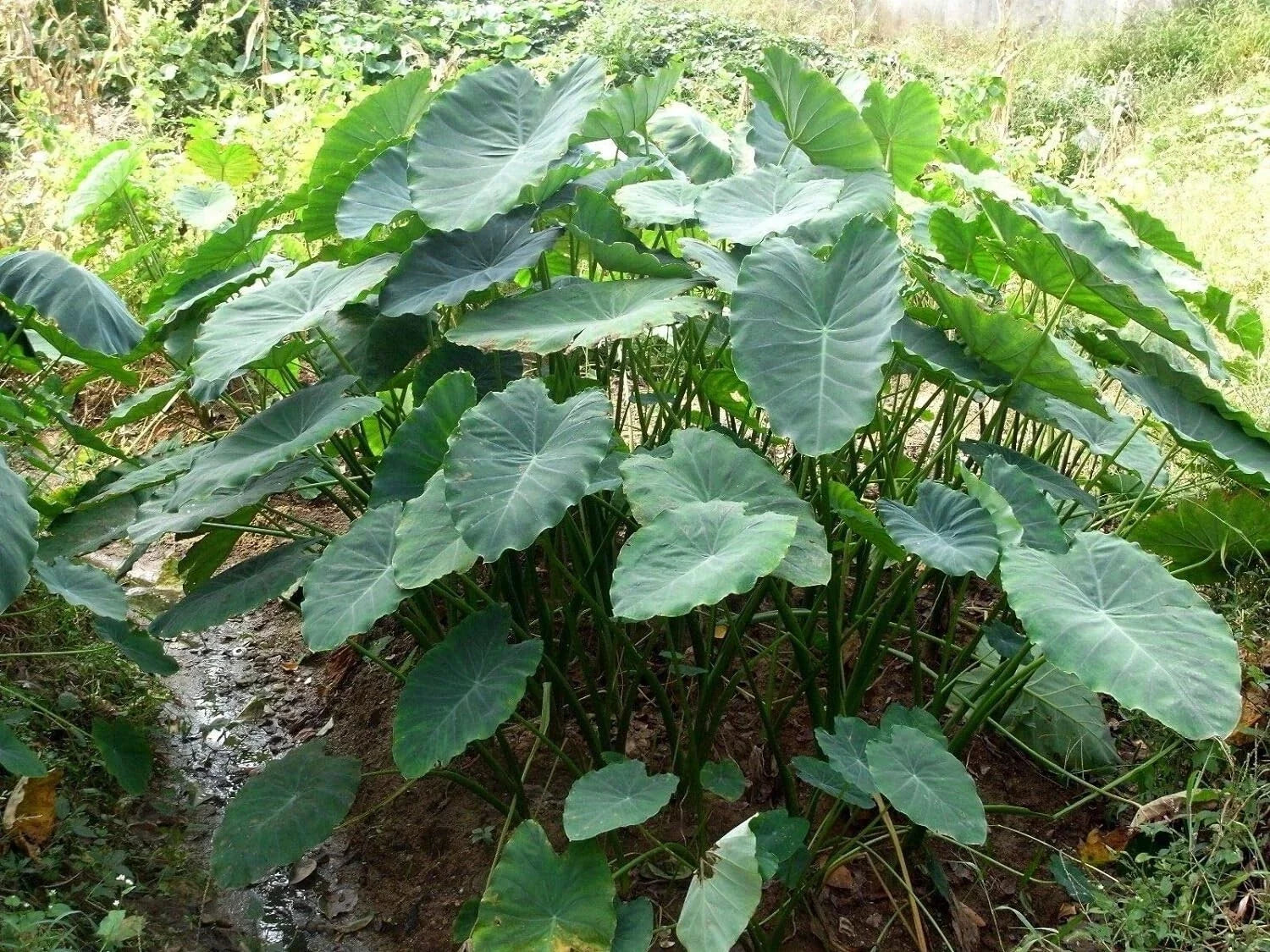 Jumbo Elephant Ear Bulbs 3 Pack - Tropical Colocasia esculenta for Garden, Patio, Water Features