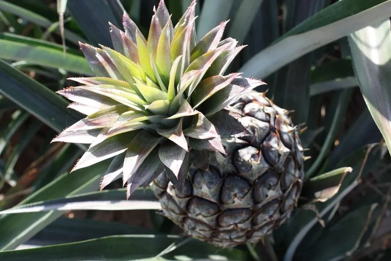 Monte Lirio Pineapple Seeds - Ananas comosus Tropical Fruit Seeds for Garden Planting - Pack of 15+
