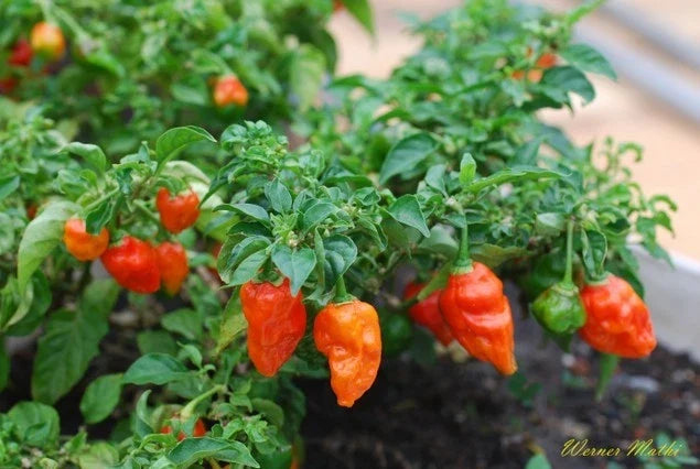 Ghost Pepper Plant Seeds - Bhut Jolokia Capsicum chinense - World's Hottest Chili Pepper, Over 1,000,000 Scoville Units, Pack of 20