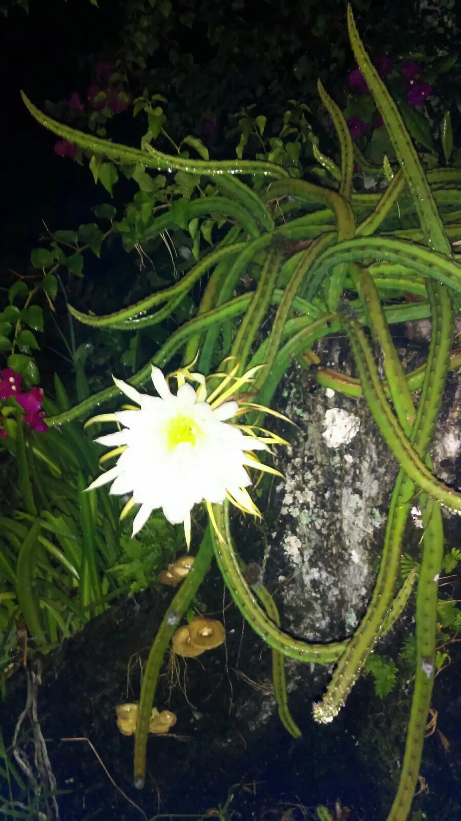 Cereus Cactus 4-Inch Rooted Plants Queen of the Night Night-Blooming Succulent Cereus peruvianus