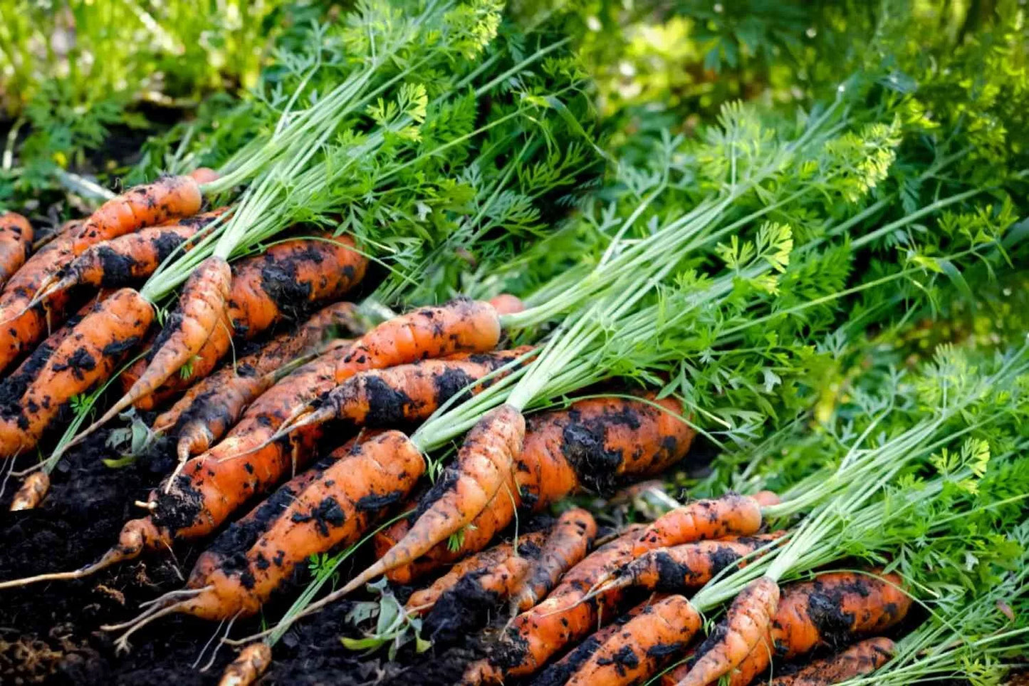 Tendersweet Carrot Seeds - 500+ Heirloom Seeds - Daucus carota - USA