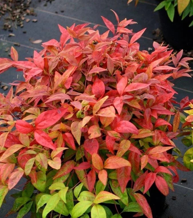 Nandina Heavenly Bamboo 4-Inch Pot, Evergreen Shrub with Ornamental Berries, Nandina domestica