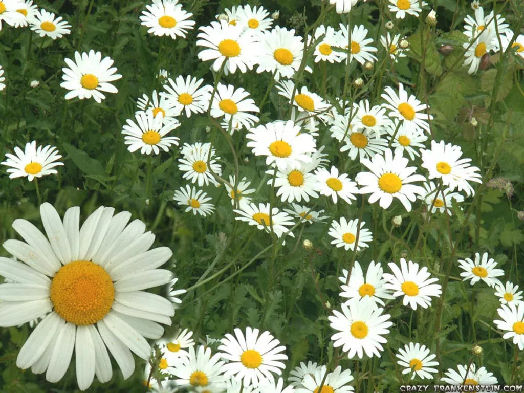 Chamomile Seeds 1200 Count - German Herb White - Matricaria chamomilla - Organic Non-GMO Herb Seeds for Tea & Garden