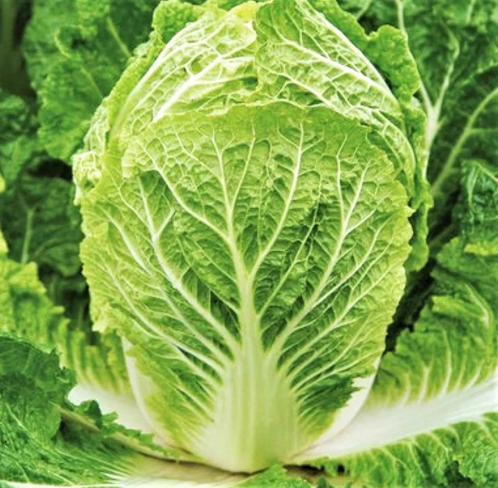 Matsushima Chinese Napa Cabbage Seeds - 500+ Non-GMO Brassica rapa for Salad, Stir-fry & Pickling - USA Grown