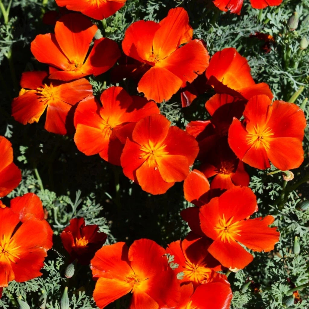 California Poppy Seeds - Red Chief Variety - Scarlet Flanders Poppies - Eschscholzia californica, Drought-Tolerant, Easy to Grow