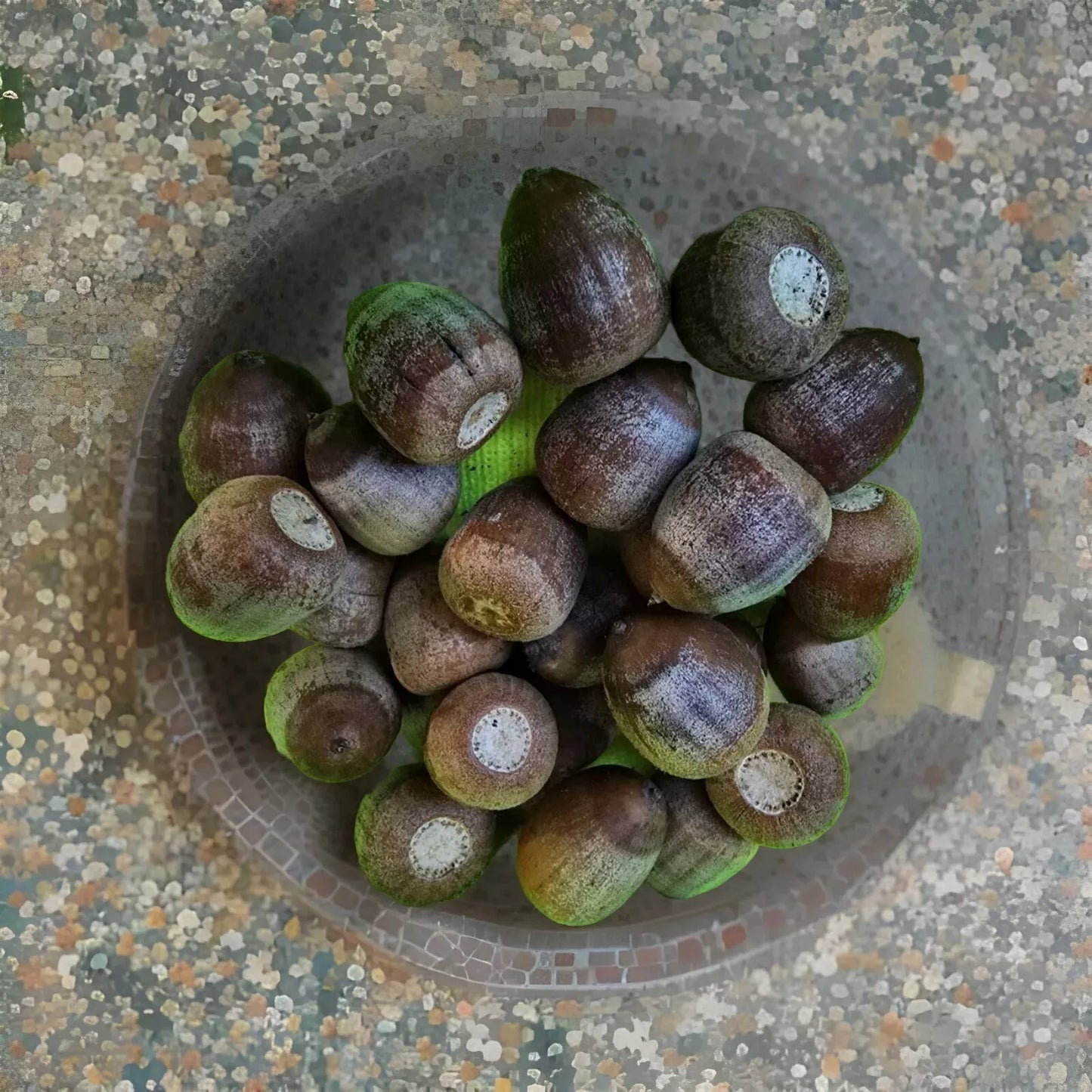Shumard Oak Acorns 110 Pack Tree Seeds Quercus shumardii Native Deciduous Tree Seeds