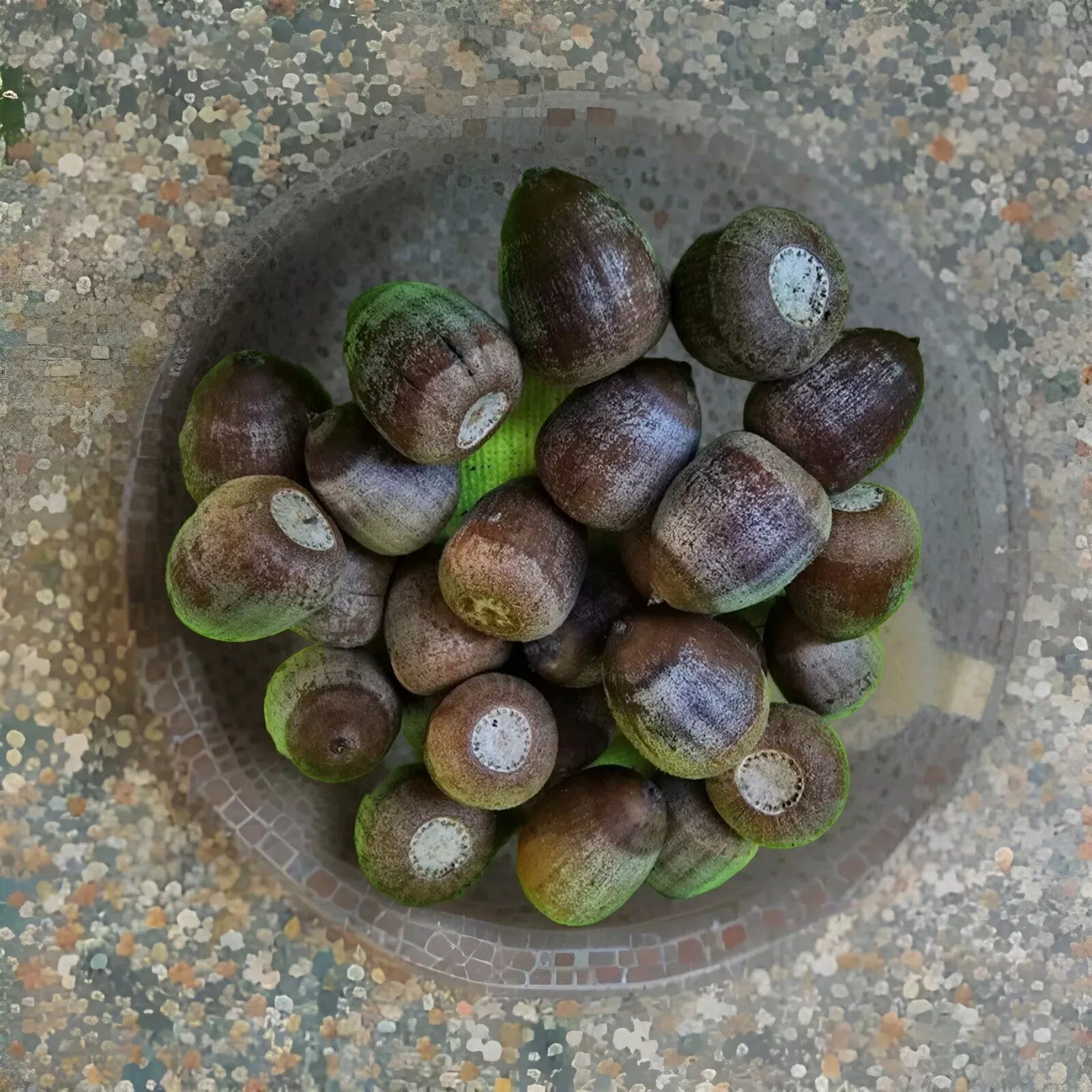 Shumard Oak Acorns 110 Pack Tree Seeds Quercus shumardii Native Deciduous Tree Seeds