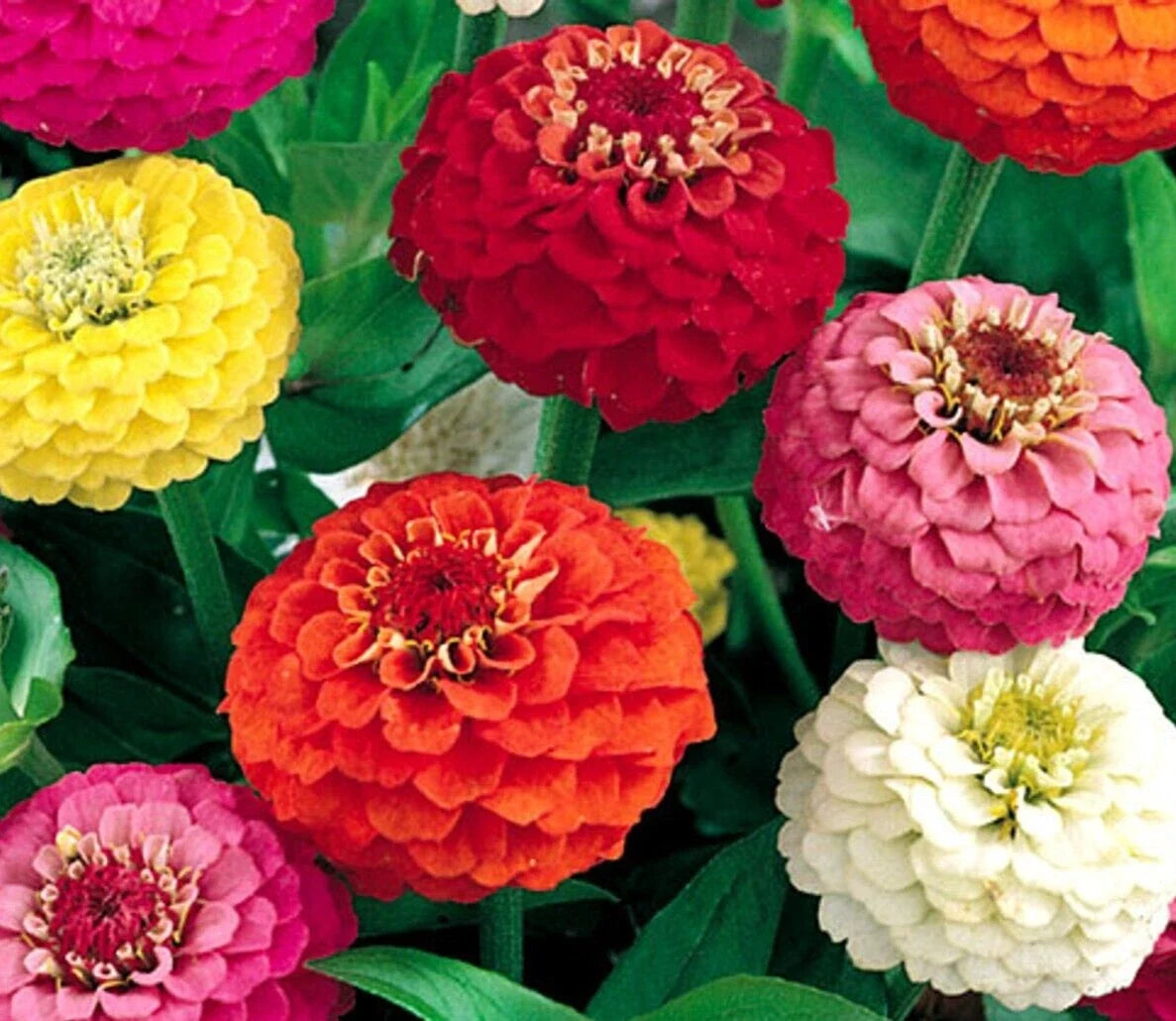 Lilliput Zinnia Seeds, Mixed Colors, Annual Flower, Bee Friendly, Zinnia elegans, Compact Bushy Plants