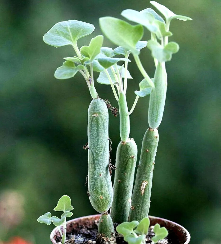 Senecio Articulatus Candle Plant 3-Inch Potted Succulent Rare Houseplant Unique Indoor Plant